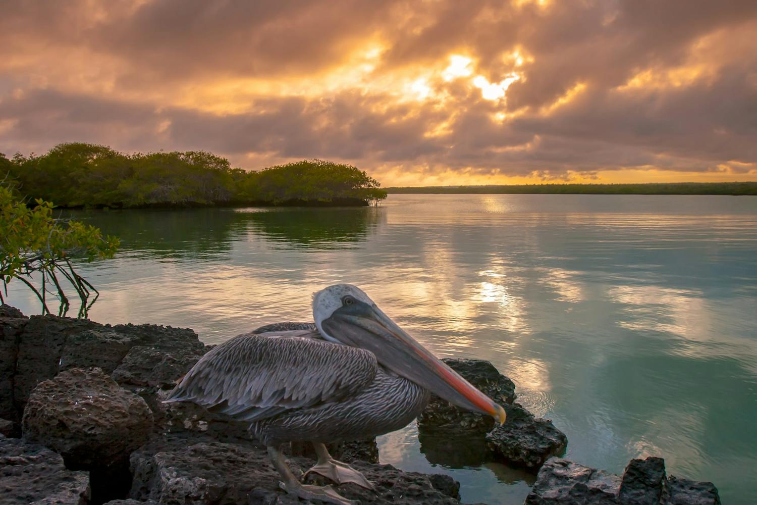 Galapagos rejsedestinationer rejsefotografi